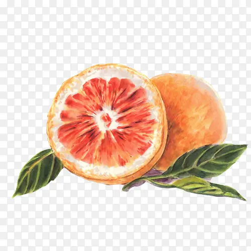 橙子水彩画素材图片