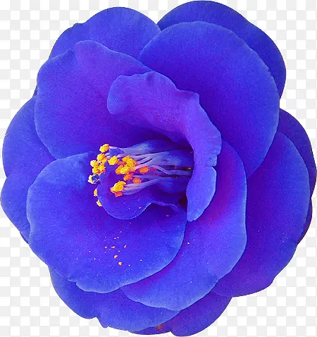 蓝色妖艳花朵