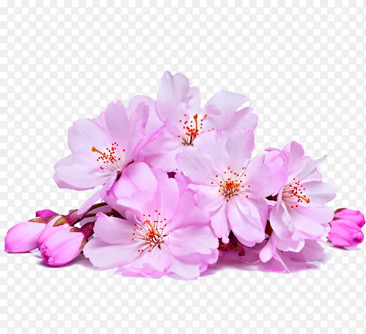 粉红色桃花实物装饰图案