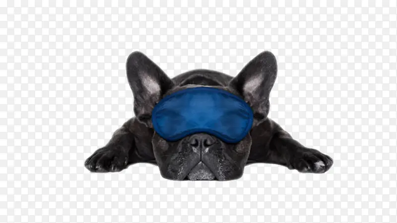 黑色可爱戴眼罩的躺着的狗动物