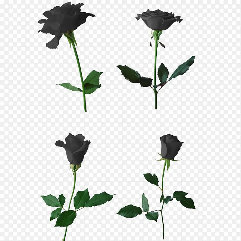 4朵玫瑰