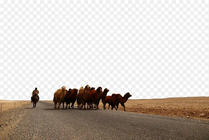 放牧骆驼