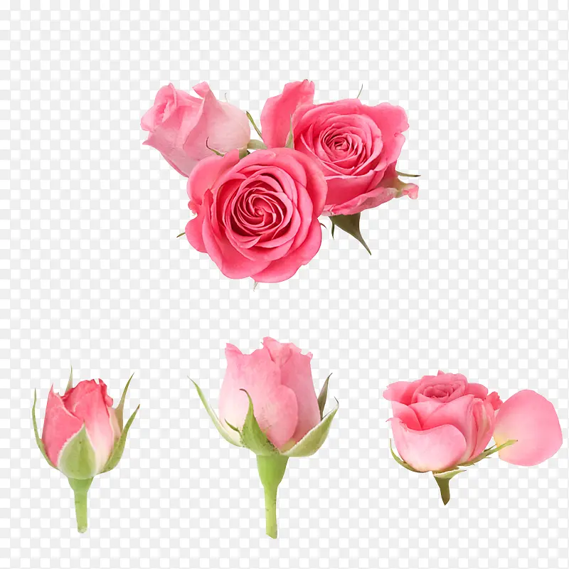 粉色玫瑰花实物图