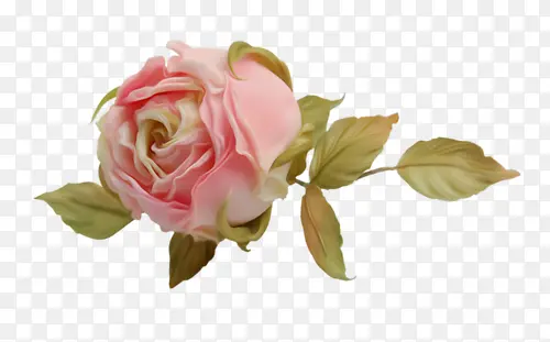 粉色实物玫瑰