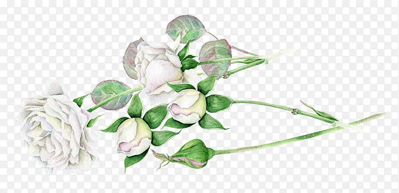 白色玫瑰花骨朵