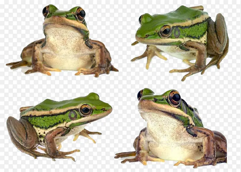 青蛙免扣素材图片