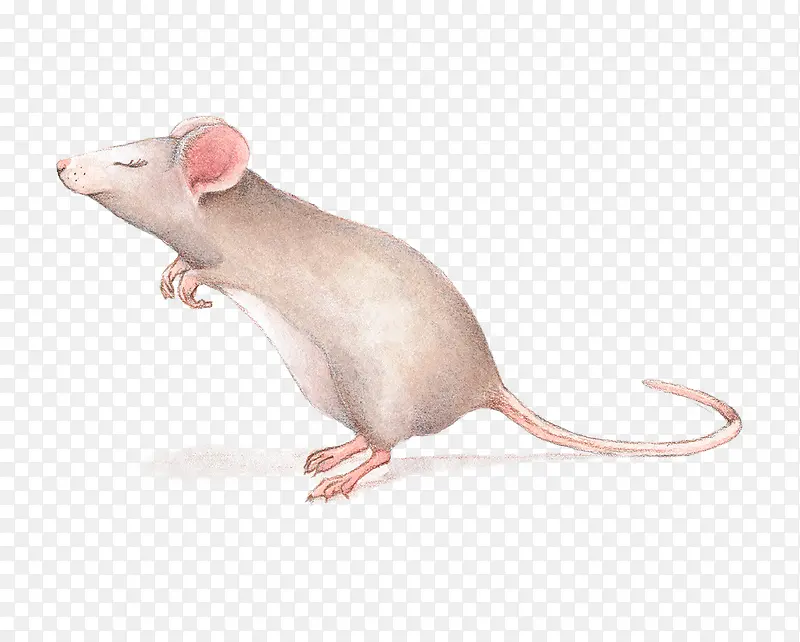 卡通手绘可爱小老鼠