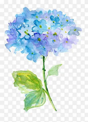蓝色美丽绣球花