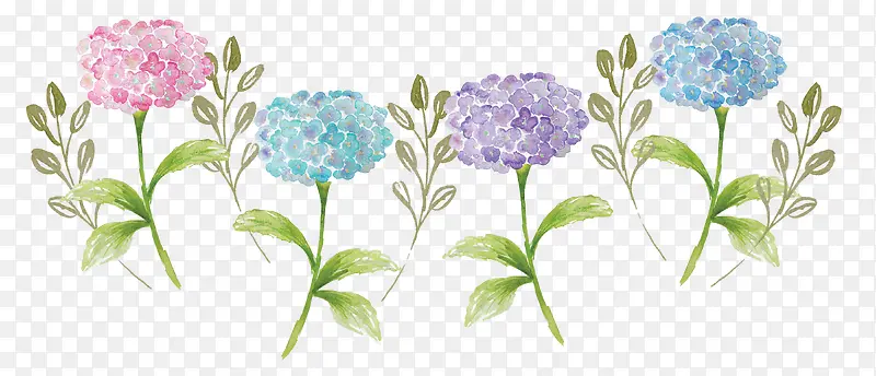 手绘绣球花