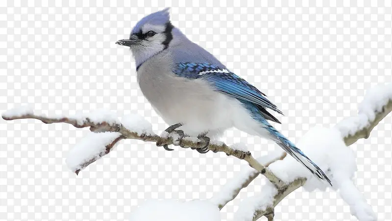 雪中小鸟