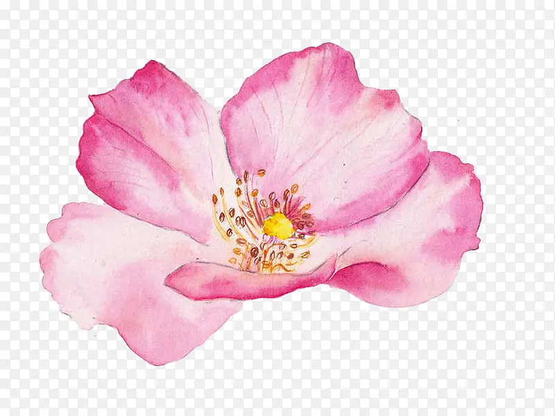 一朵粉红色的桃花