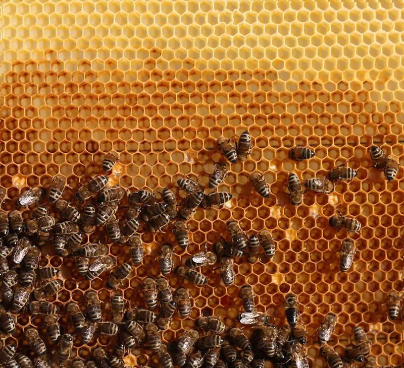 蜂窝里的蜂蜜与蜜蜂
