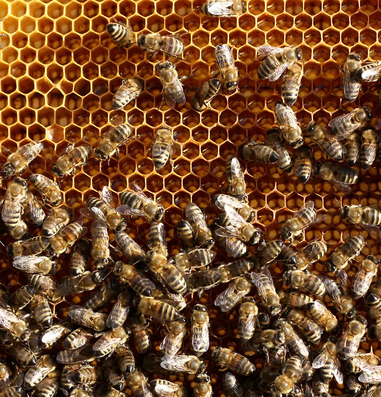蜂窝上忙碌的蜜蜂