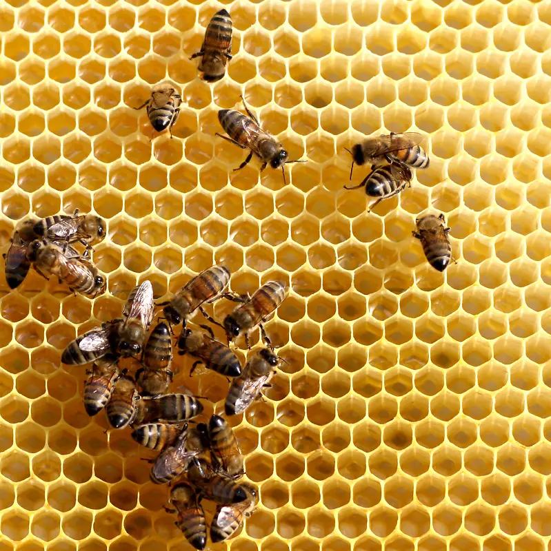 蜂窝上工作的蜜蜂