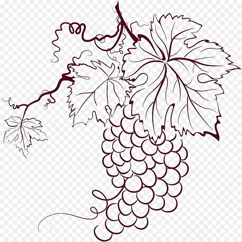 线条板绘葡萄