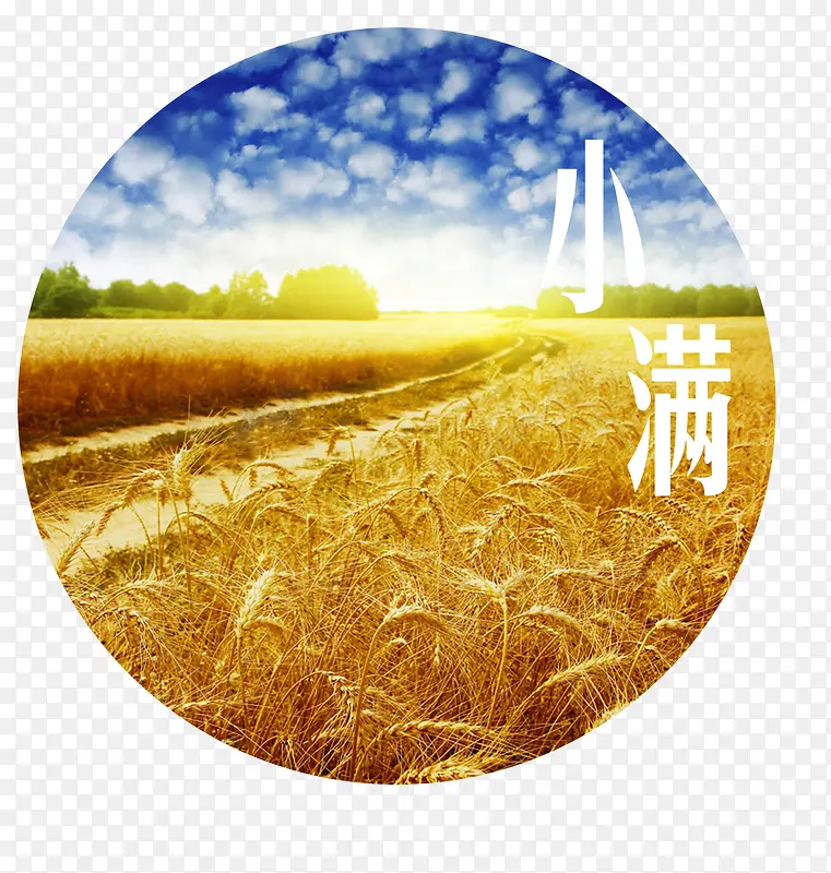 黄色稻田二十四节气