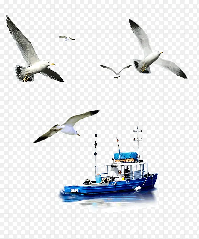 海鸥和轮船