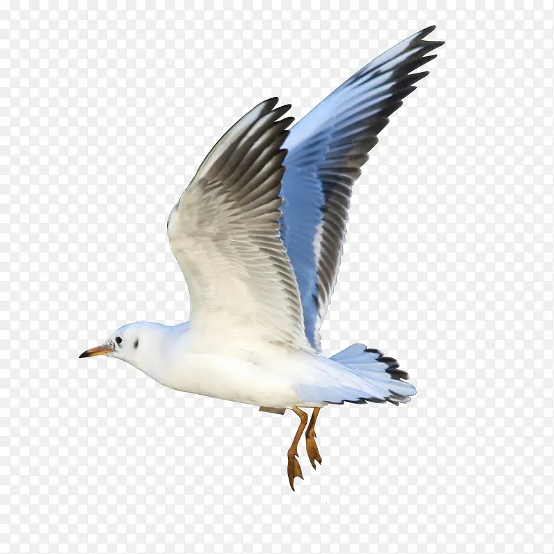 自由飞翔白鸥