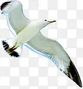 夏日海滩上展翅飞翔白色大雁