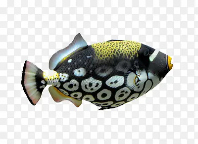 黑色斑斓的小丑鱼
