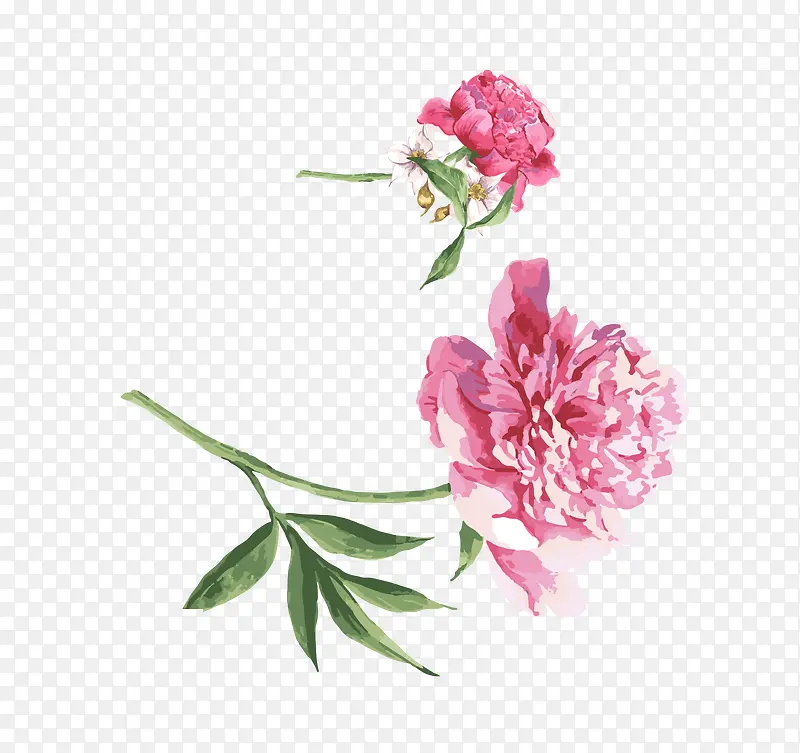 手绘芍药