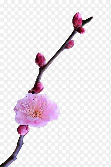 枝头上的粉色花苞