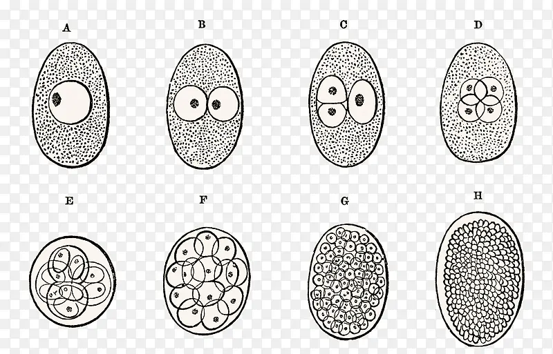 细胞分裂生物学插图