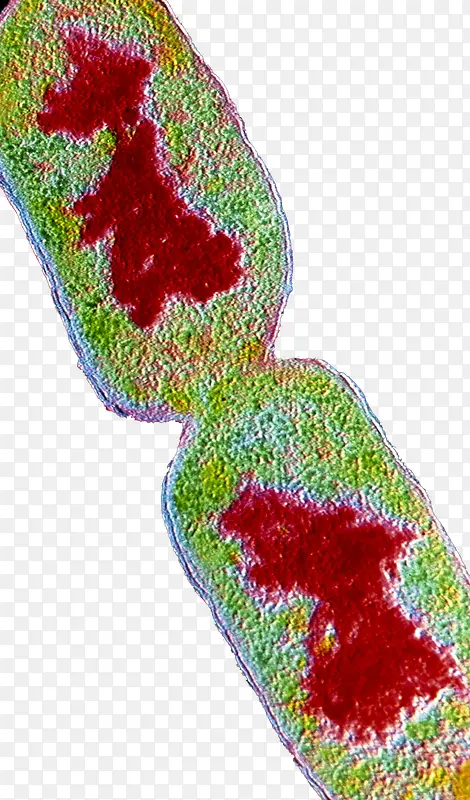 植物细胞染色体