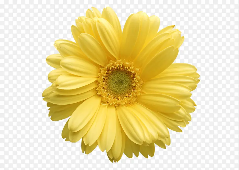 黄色唯美花朵修饰花语