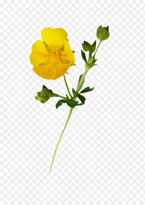 水彩花草素材花草设计素材
