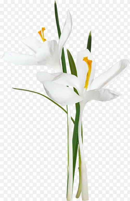 植物白色花朵叶子修饰