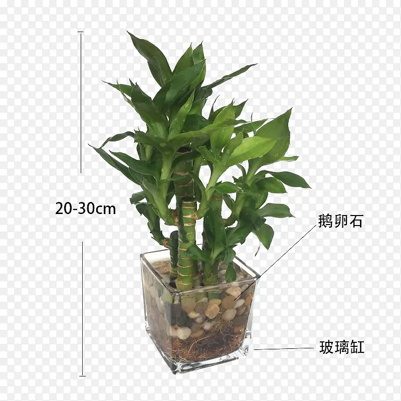 水植物富贵竹