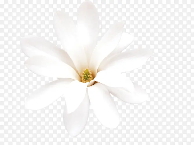 白色白玉兰香兰花