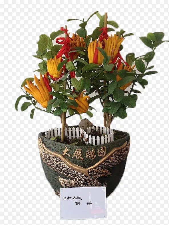 佛手瓜盆栽植物