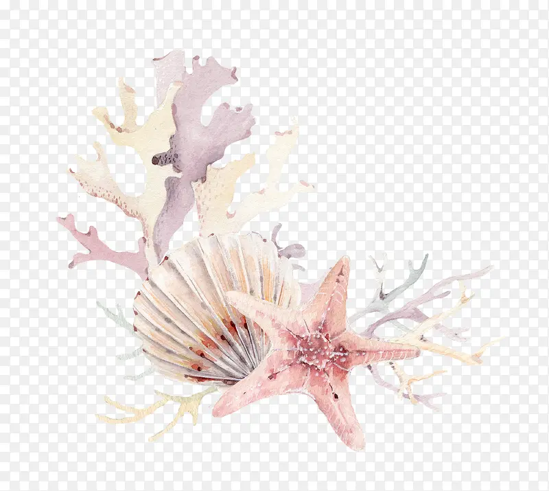 海星贝壳珊瑚