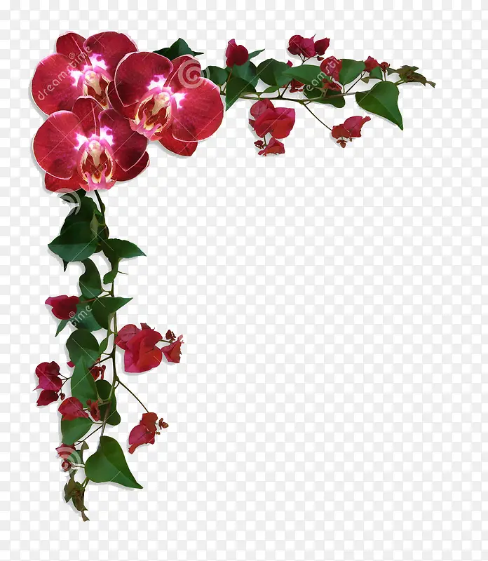 红色边界九重葛花卉的兰花