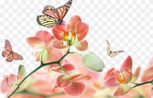 蝴蝶和兰花