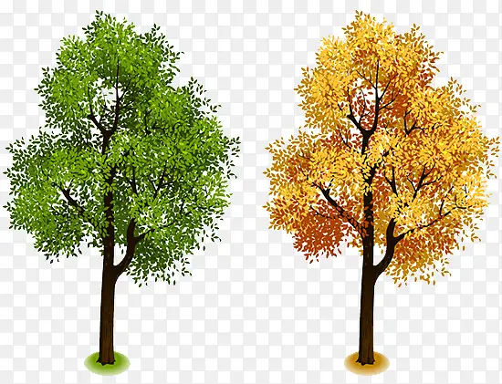 树木对比