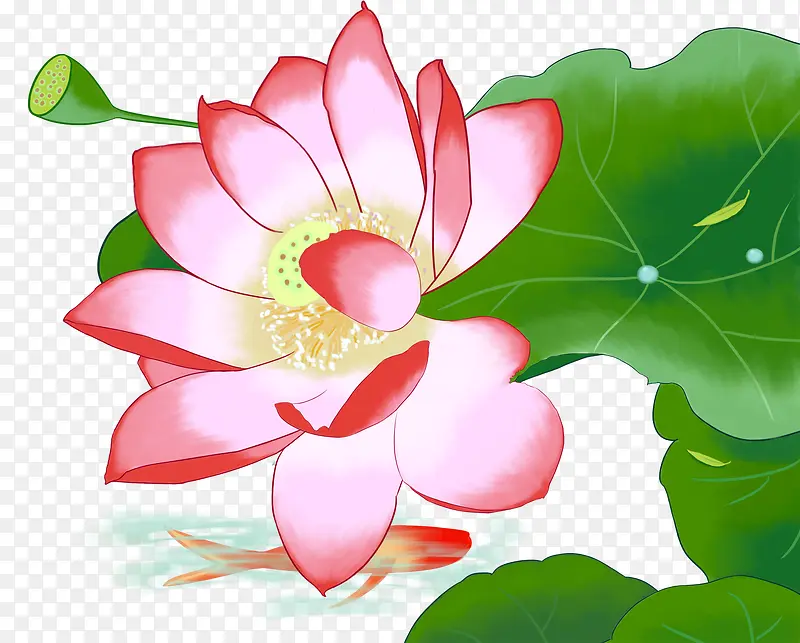 装饰手绘荷花插画PNG图片素材下载_图片编号ynwwenaq-免抠素材网