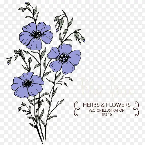 紫蓝色花朵