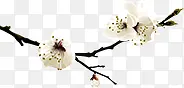 花枝素材