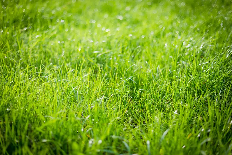 清晨的绿色草地