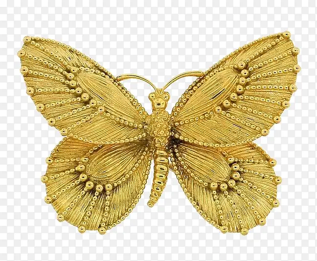 金色蝴蝶标本