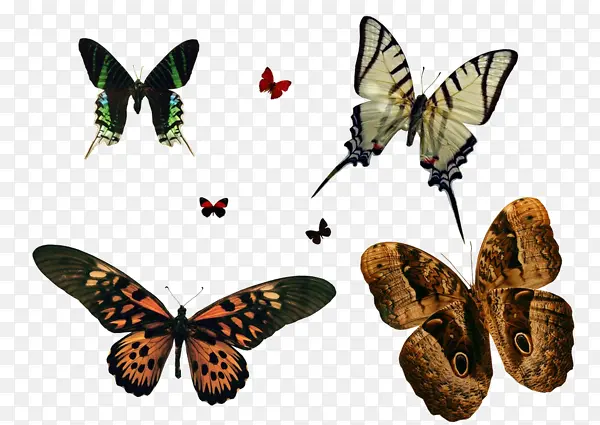 各种蝴蝶标本素材