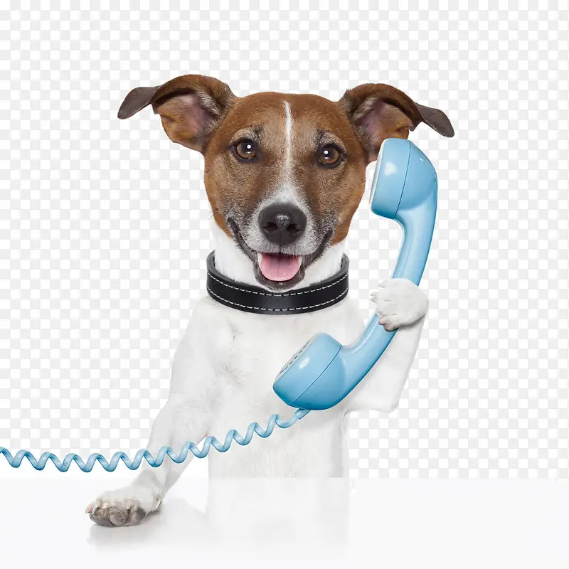 狗 蓝色电话 打电话 接电话 