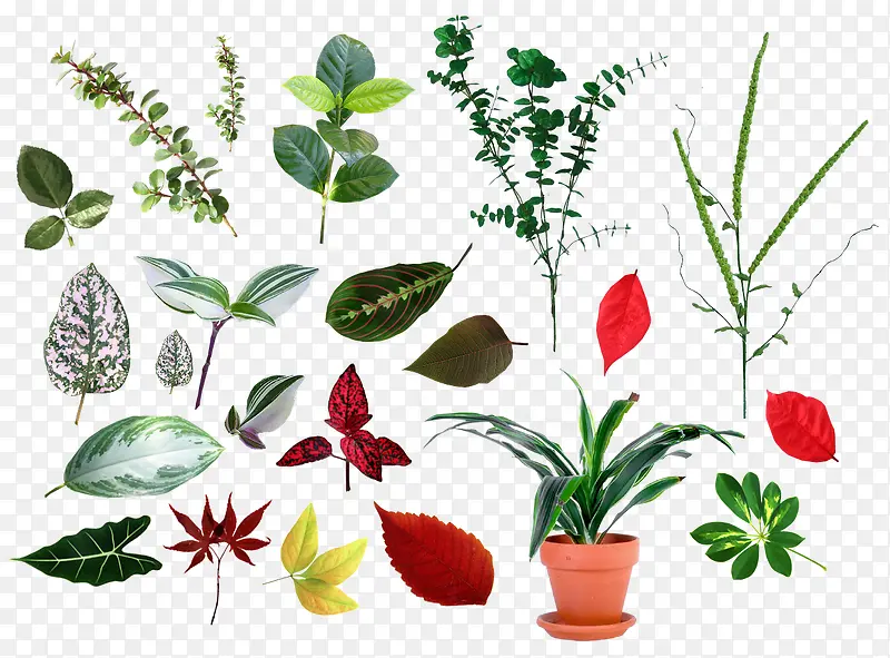 绿色植物组图