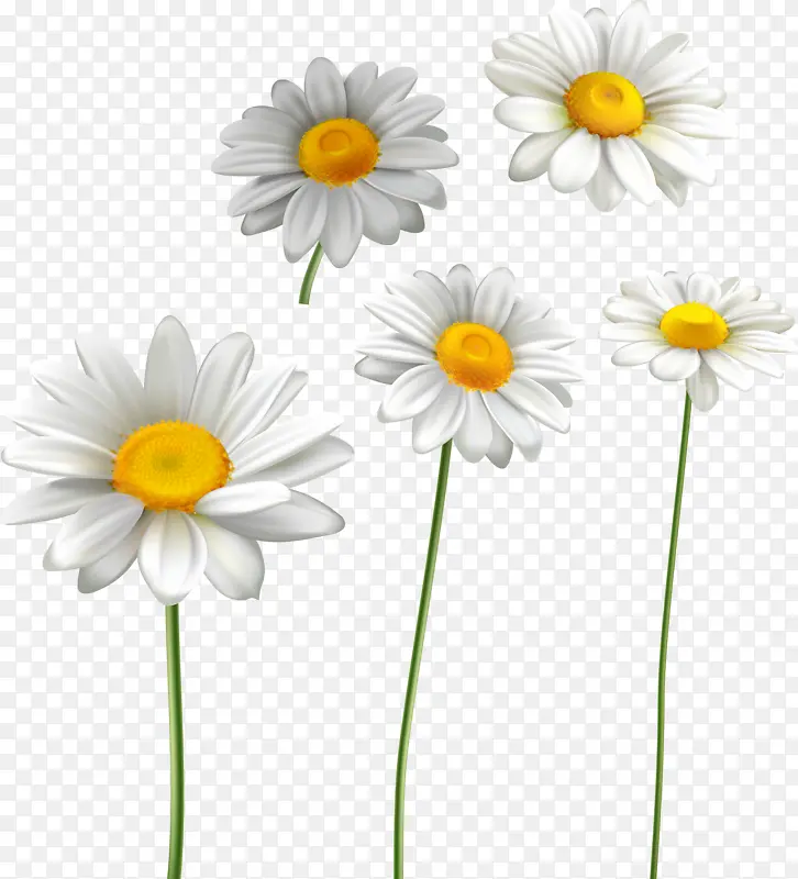 几朵小白花