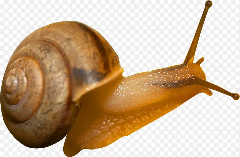 蜗牛简图