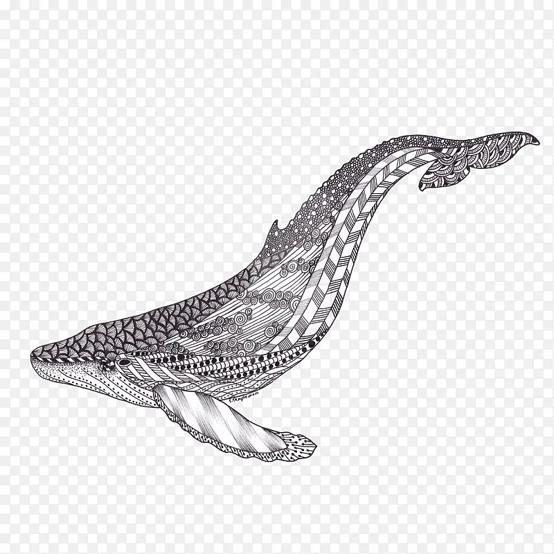 手绘一只花纹座头鲸海洋生物保护