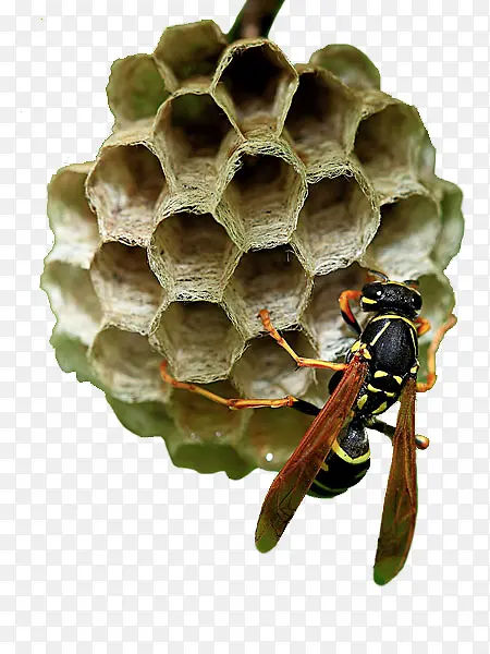 实物蜂窝蚂蜂